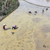 �������ڴ壺��ץʱ����ֲ����ˮ��