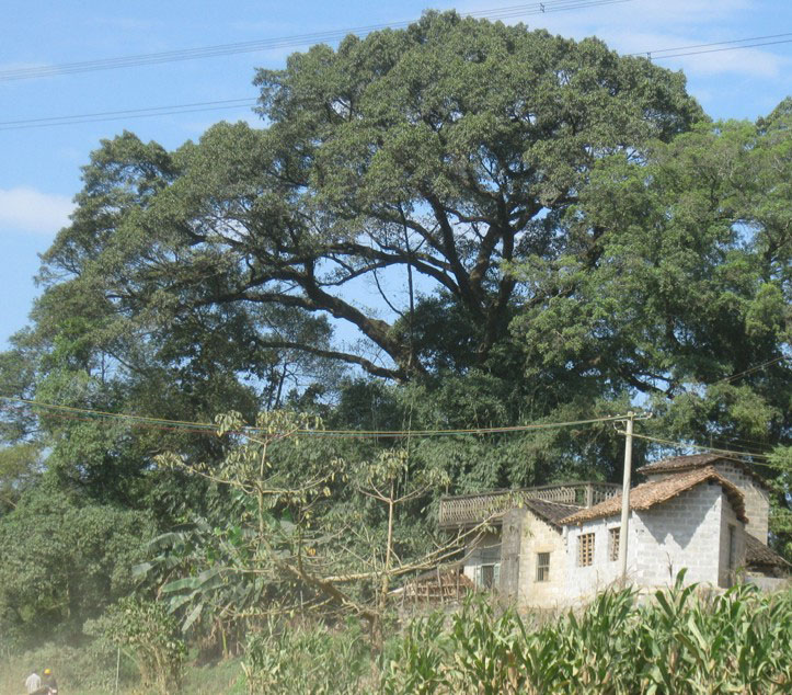 绿树成荫的那良村