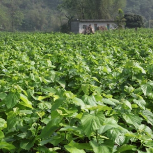 Τ��ʵ����ɣ�¸����֣�������ƶ�¸���·��