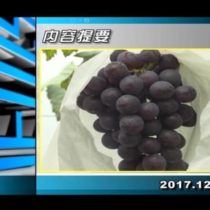 ������365��2017��12��11������һ