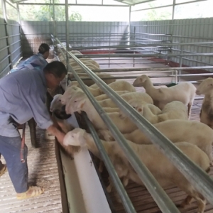 �����ź�����ʾ�����س��Գ�Ч