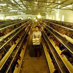 һֻ������ƶ�漣 �����������������߰�Ū����ҵ��ƶ����