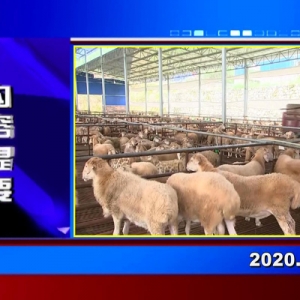 �������š�2020��11��11��������