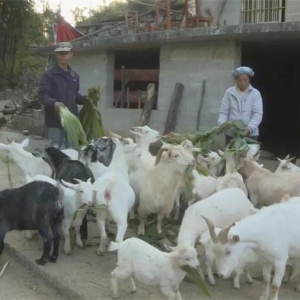 ��ʤ��ƶ���� ����ȫ��С�� |�����⣺����С�� ��ƶ��ϲ����