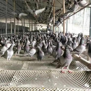 ����ʤ��ƶ���� ����ȫ��С���� �󻯣���չ�����ֳҵ ����ũ����ƶ�¸�