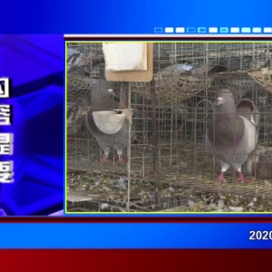 �������š�2020��12��02��������