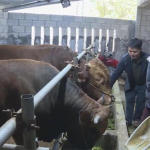 ����ƶ�е��� �ܽ�����㡿��Ūʯ�ͣ�ץס��ţ���ӡ����������ţ��