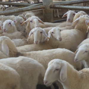 ��������չ��ƶ����ɹ� ȫ���ƽ�������ˡ��󻯣���벢�� ȫ�����조�Ϸ��򶼡�Ʒ��