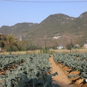 ���´��߻��㡿 �󻯣���չ�л��߲���ֲ �ȹ���ƶ����ɹ�