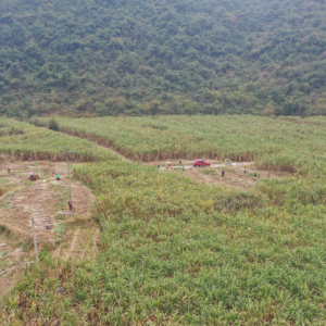 ���´��߻��㡿�󻯣�������Ӯʮ�ν� ��ţ����ٷ���