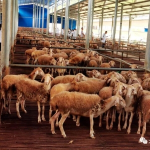 ǧɽ��Ū����򡡡��������������ش�����չ������ֳ��ҵ