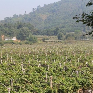 30�뿴����حȫ���ز�����ë��ɽ�壺��̬���¸���