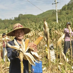 �������ʸ���   ��ʳ�������� �󻯳�ʵ�з�ӯɽ����