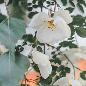 �����������ӳ���Щ�����С�����Ӱ�����Ǵ�δ���ǣ�