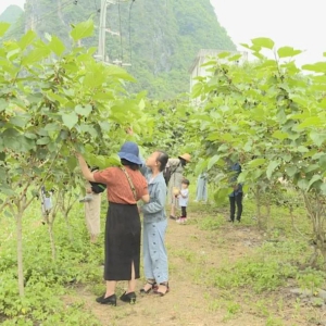 �󻯣�ɣ�ز�ժ����ʱ ��ɫˮ����ҵ��ũ����