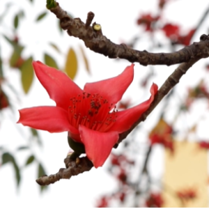 ������| ��ˮ����ľ�޻���