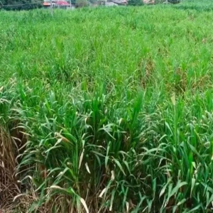 �󻯣���ֲ�����ؿ�����· �������������¸���