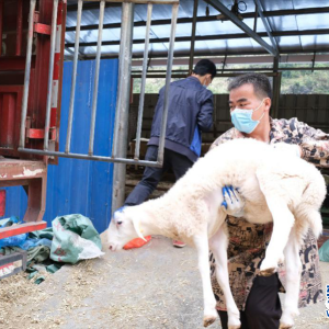 ����������ж�������󻯣�ǧɽ��Ū��ҵ�� ��ͷ�չ��ͼ��