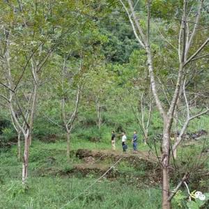 �����磺�����ٴ롱������ʵ�ֳ��ƹ���