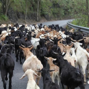 ��̬�󻯣��߰�Ūɽ��