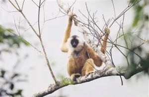 ����ֲ��̬�������� �ƶ���ɫ��չ�����²�������������ɽɽˮˮ ͬ�������г��԰