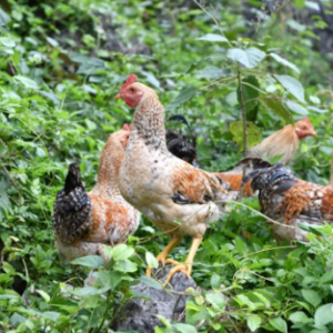 ��̬�󻯣�ʷʫ�������߰�Ū��