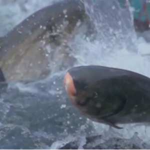 ��̬�󻯣��󻯴�ͷ��