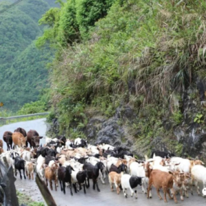 ��̬�󻯣��߰�Ūɽ��