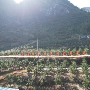 ������Э�����󻯣�2�����ũ��Ʒֱ�����۰Ĵ�����