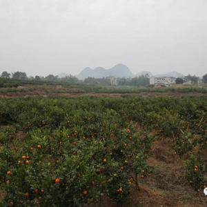 ����ʱ����������ΰҵ������ɽ�壺�̴ָ���� ��ũ������