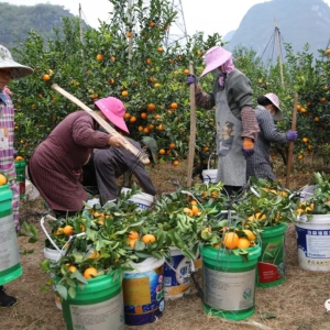 ����ʱ����������ΰҵ������ɽ�壺�̴ָ���� ��ũ������