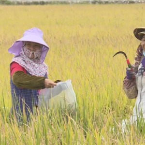 ��ζ�� | �������ס������