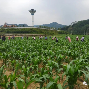 Ǽ���������壺��չ��ʳ������ֲ ���Ӽ��徭������