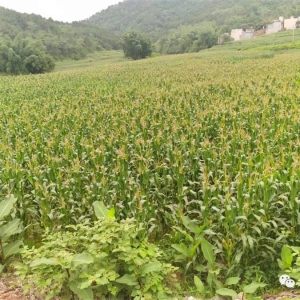 ��������حǼ���磺�������죬�ô弯�徭�÷�չ��ǿ�帻��ͬƵ����