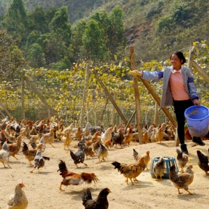 ��������ح�󻯣��������ܼ����߰�Ū����ҵ����