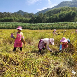 ��̲�򣺴�׾����� Ⱥ�ڼ���æ