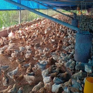 �������� ��������ͻ����֯���� �ͷŷ�չ����