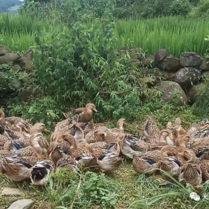 �������ح�󻯣�ͥԺ���ù���Ⱥ�ڡ�Ǯ���ӡ�