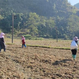 �����˲��� ��ֲ�̷�æ