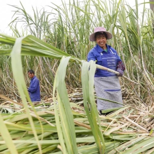 ��ͷ������һ������ġ�����������