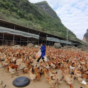 �������ح�󻯣�ץס��ҵ�¡������� ��ũ��ũ������