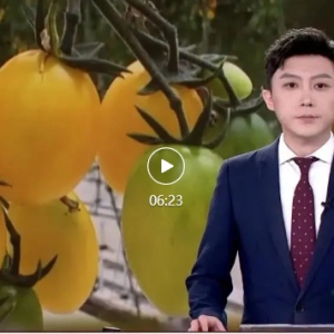 ��ȫ�����ᡤ��������������ũʱ���ڸ��� ���á��ᡱ����Լ����