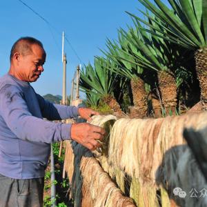 �t��حʯĮ�������Ĺ���̽��