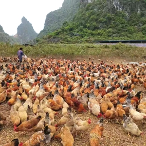 ����Э��ح�󻯣��ºá������塱 �����߰�Ū���ɳ�ǧɽ��Ū