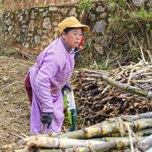 �󻯰��� �������ޣ��ڸ�������ֳ��Ҹ�������