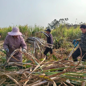 ����̵㡤����2024 ���󻯣����������ҵ��������ũ��ҵ˫Ӯ