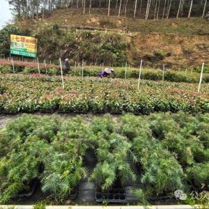 ����ֲ������ʱ ��������ӭ�ȳ�