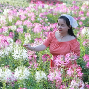 Τѩ�ݣ����˴󻯣�ɢ�ģ�